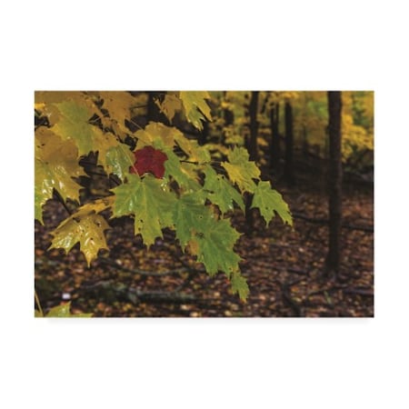 Kurt Shaffer Photographs 'Wet Maple Colors' Canvas Art,12x19